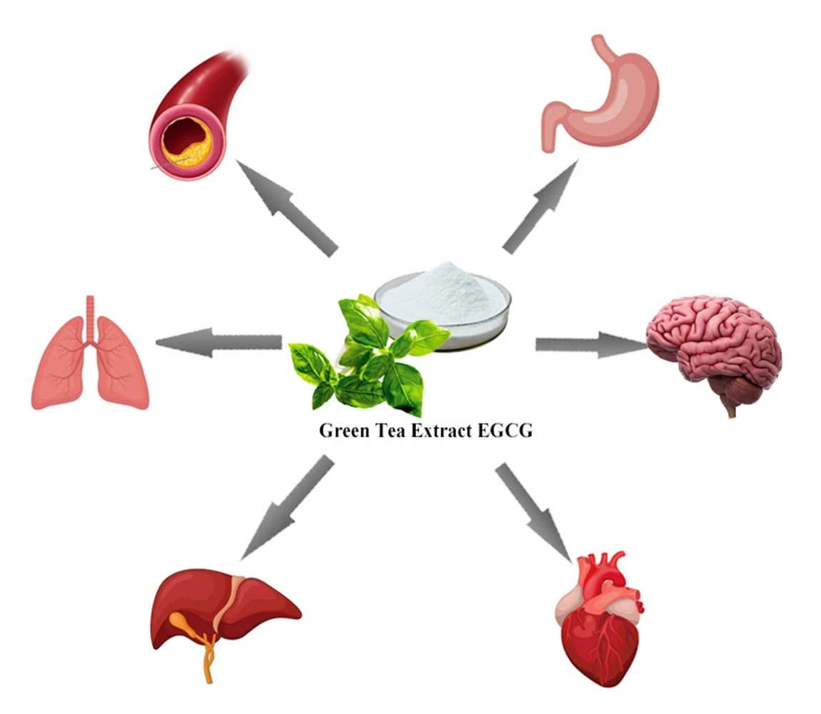 green tea extract 18