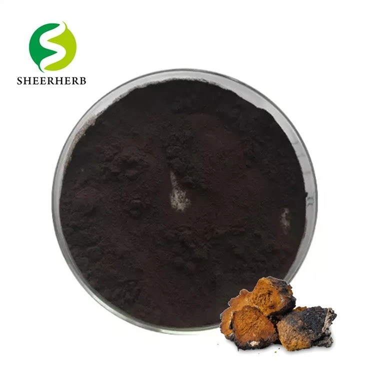 Chaga ekstrakt pulver
