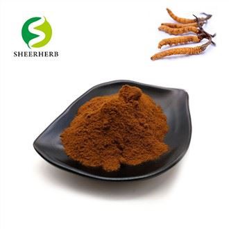 Cordyceps ekstraktpulver